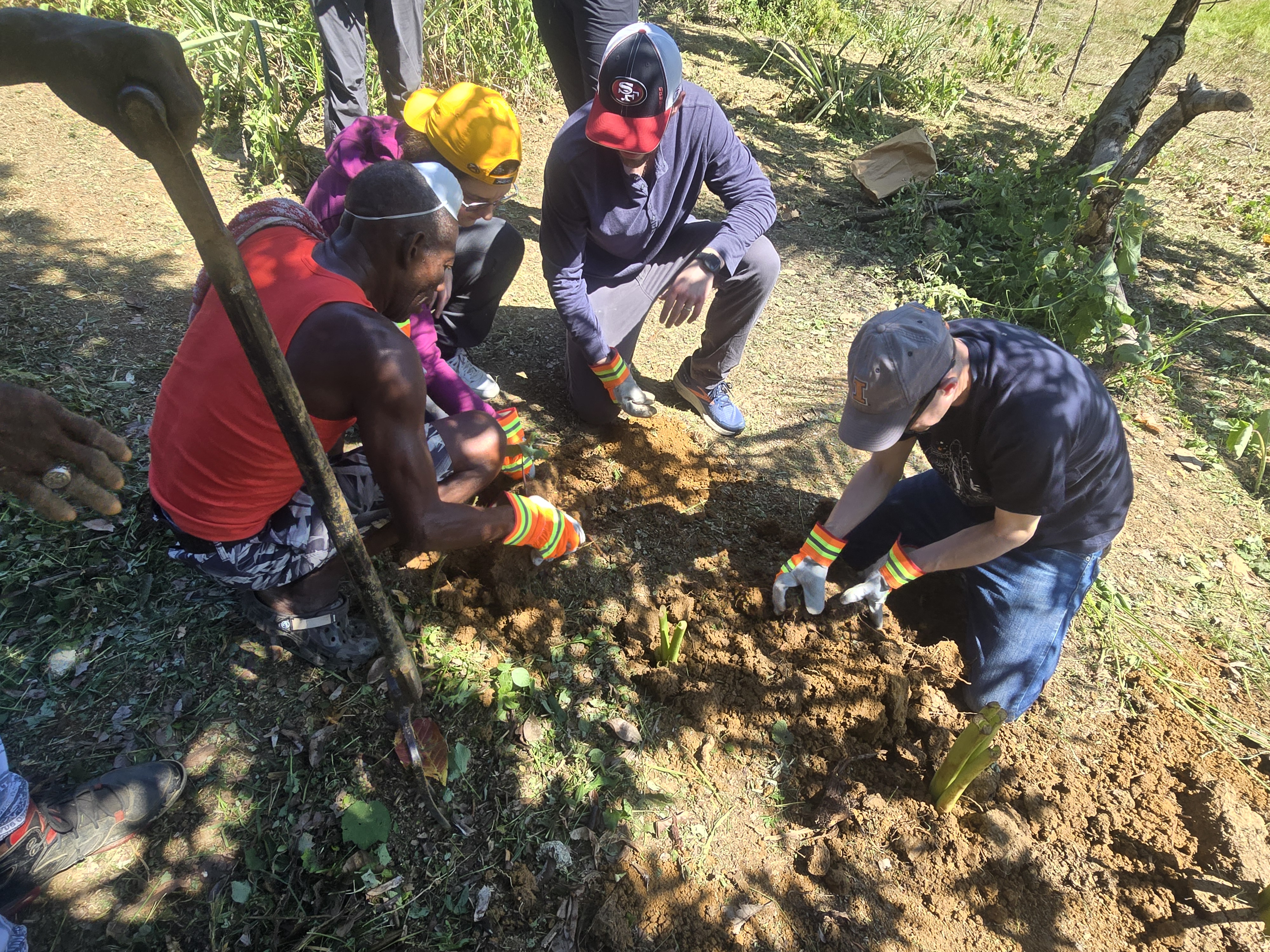 people planting crops in Jamaica