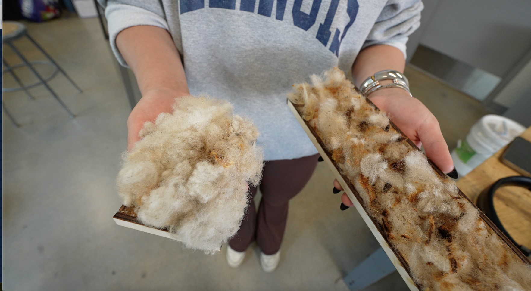 person holding trays of pulled sheep wool