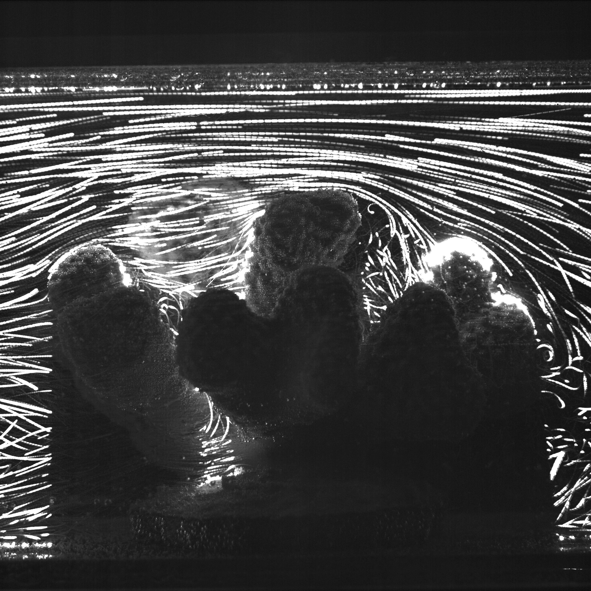 Coral model path lines