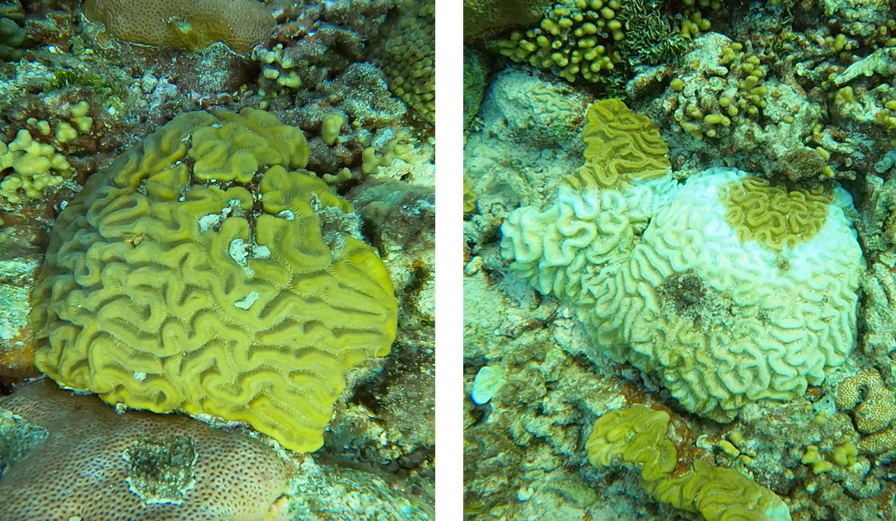 Image of healthy and sick coral