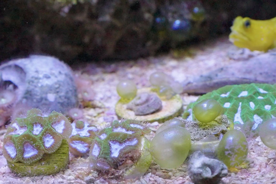 Jassim's home tank hosted some of the team's initial substrate experiments.