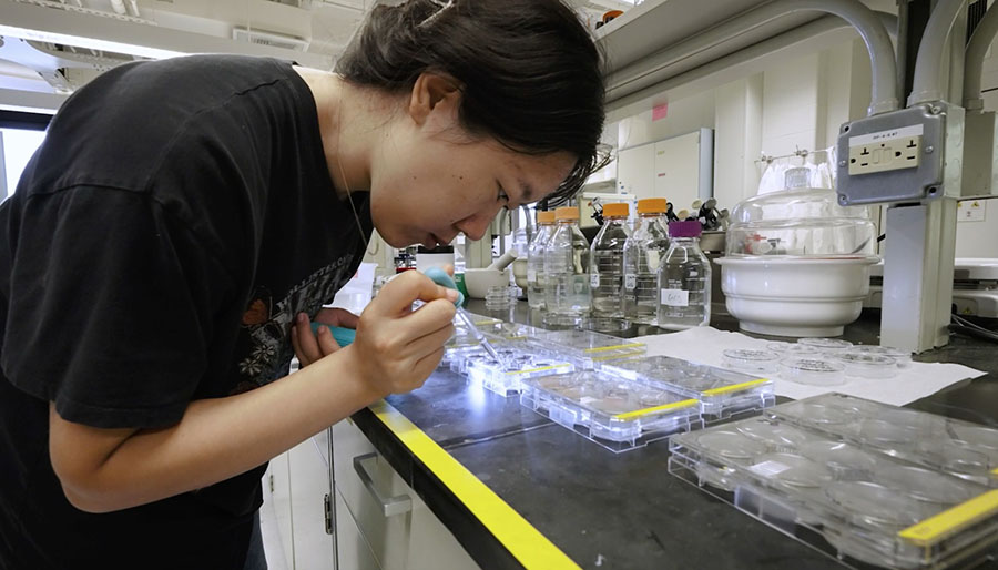 Li works with experimental substrates in Espinosa-Marzal's lab