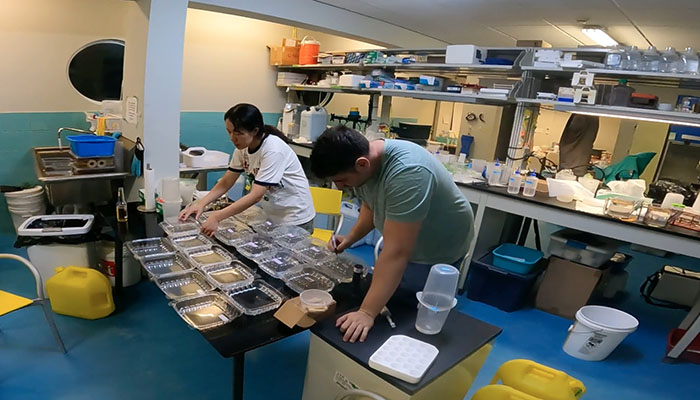 Li and Yus prepare their larvae samples in the lab in Curacao