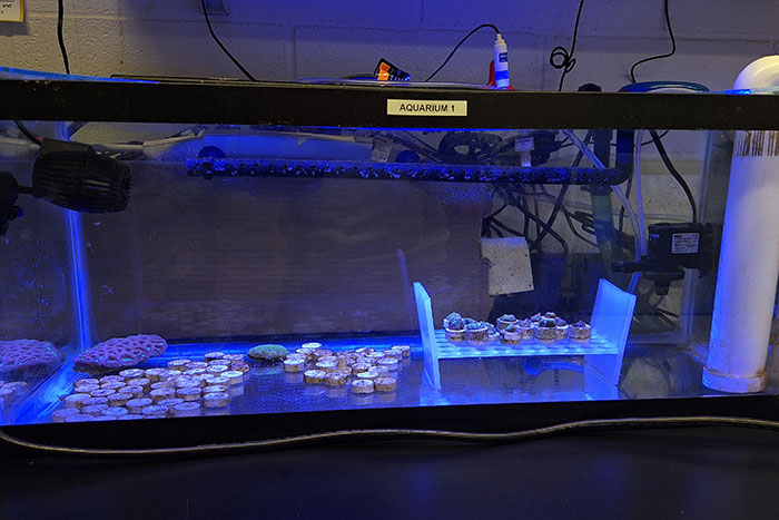 The researchers receive live coral larvae samples from a collaborator at the Florida Coral Rescue Center, which are maintained in tanks on campus