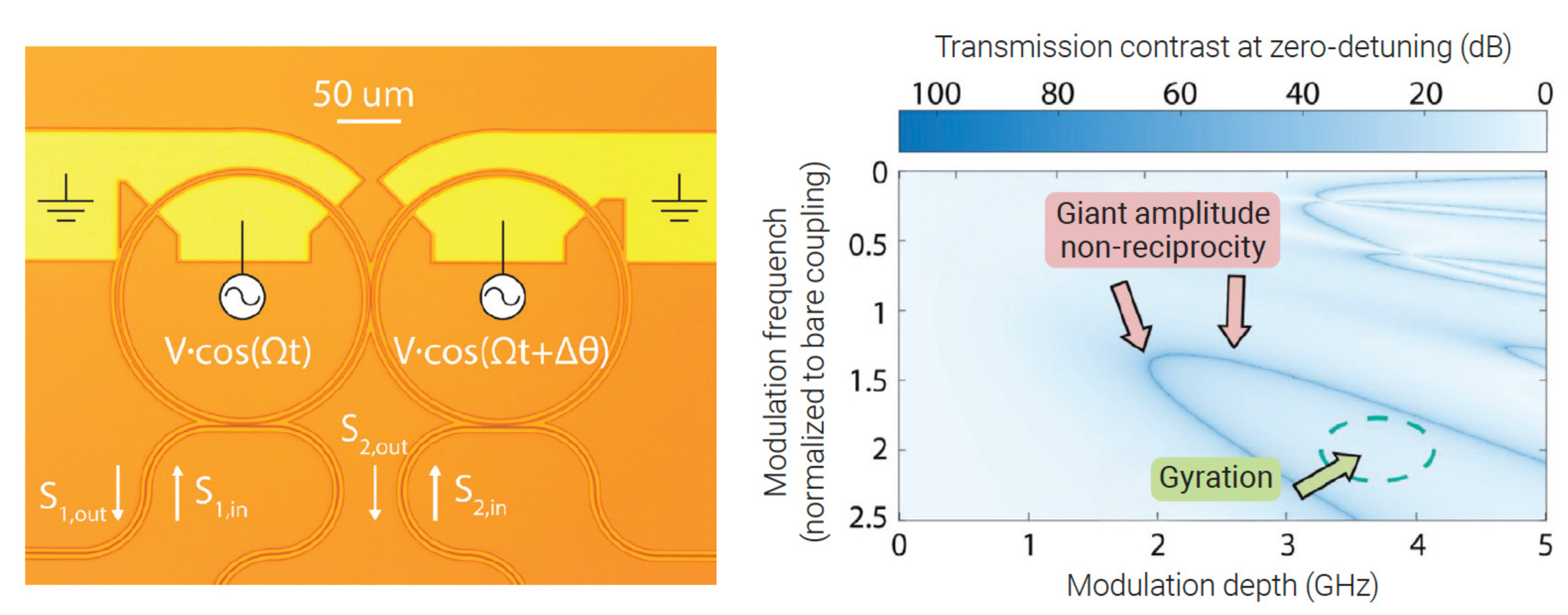 scientific illustration