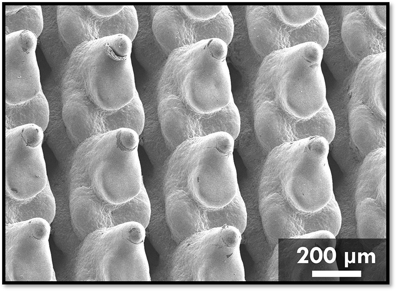Scanning electron microscopy (SEM) image of the fabricated pin fin. Scale bar, 200 &amp;mu;m.