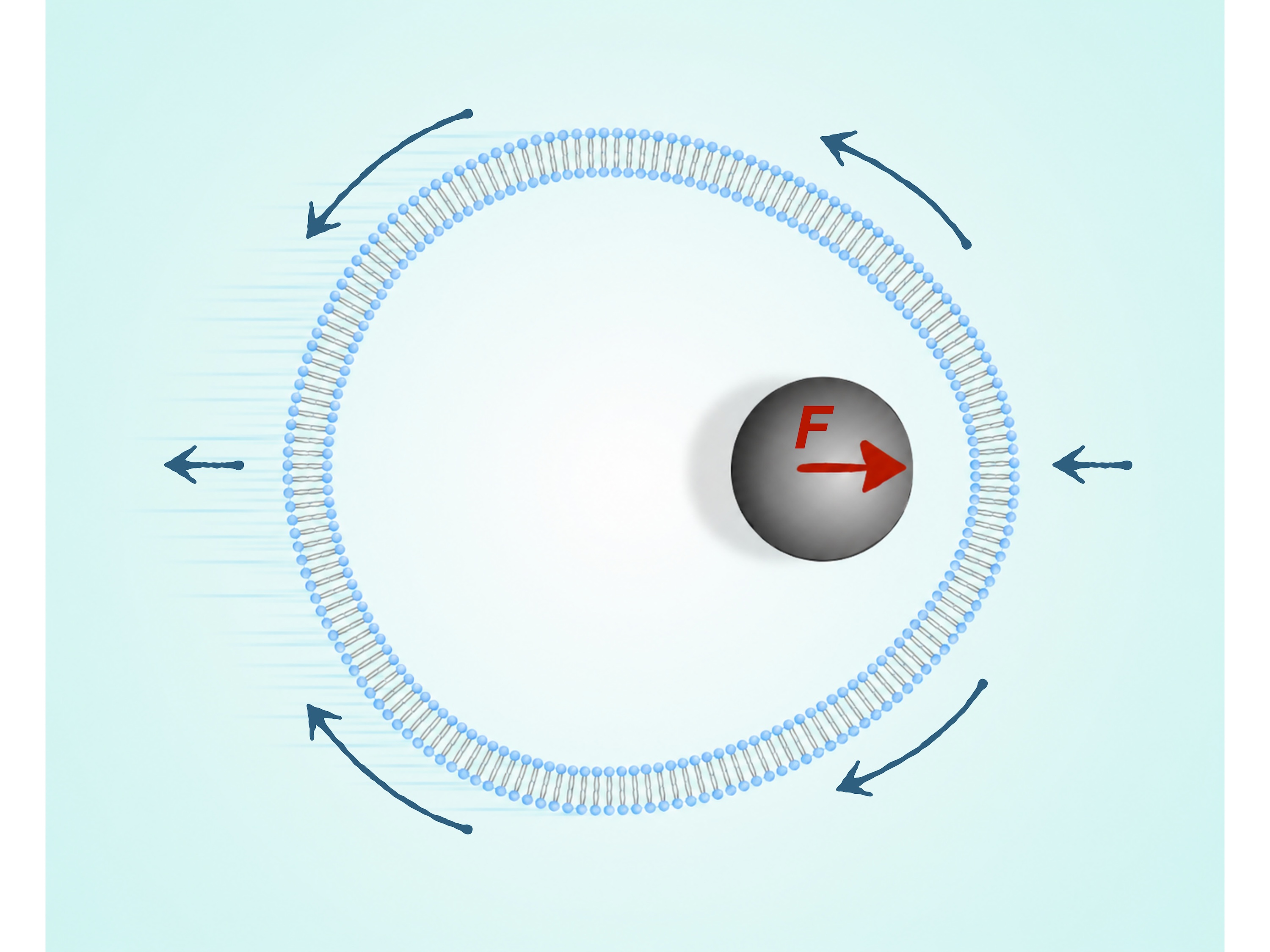 Sketch depicts the motion of a cell-like vesicle pushed by the enclosed magnetic particle under a constant forcing, indicated by "F" in the illustration.