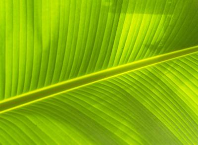 The branched biphilic pattern of banana leaves were observed to determine if a surface design inspired by this patter could reduce surface cleaning time. Photo by icon0.com from Pexels.