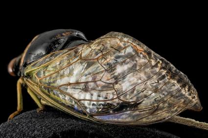 Scientists are exploring the structural and chemical characteristics of cicada wings. Photo by Wayne Boo, U.S. Geological Survey. 