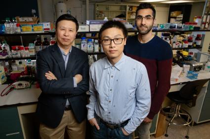  Researchers, including, from left, Ning Wang, a professor of mechanical science and engineering; postdoctoral fellow Jian Sun; and doctoral student Erfan Mohagheghian discovered that mechanical forces on cells can boost gene expression in the nucleus.  Photo by L. Brian Stauffer