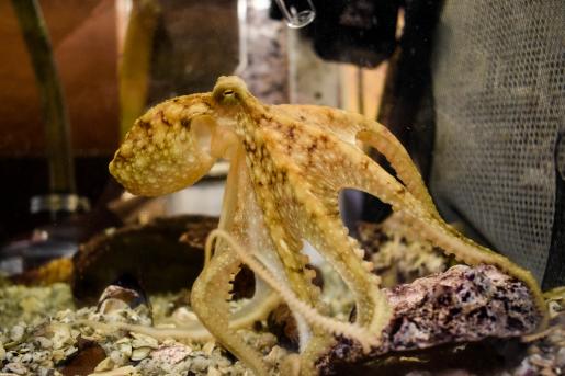 An octopus brain is unique in that it is not centrally located, but instead is distributed across the entire body. Observing an understanding octopus behavior will be a key aspect of this research. (Photo from Lizzie Roehrs, CSL.)