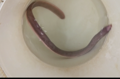 The team of researchers discovered that hagfish can unfurl a skein of slime in a fraction of a second.
