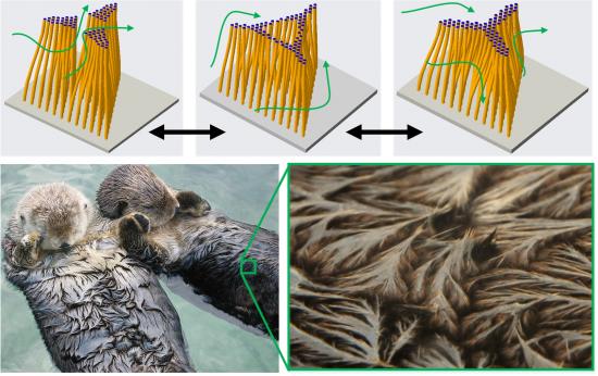Tawfick's proposed morphing hair concept is inspired by the morphology of sea otters' fur.