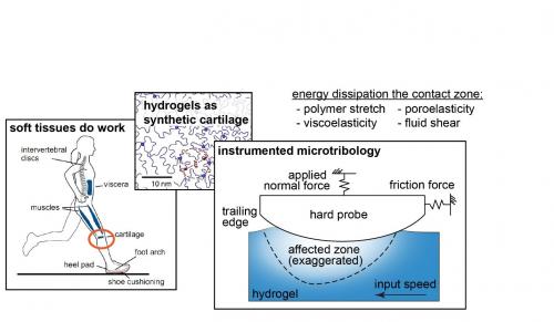 Using the inspiration of articular cartilage and its ability to lubricate while providing damping, Dunn will study the fundamental energy dissipation mechanisms in slip of hydrogels.