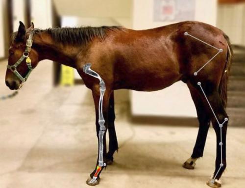 &amp;quot;Exploring how growth changes the way horse bones handle stress&amp;quot;