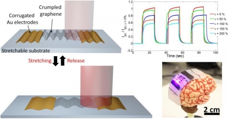 Stretchable photodetector with enhanced, strain-tunable photoresponsivity was created by engineering the 2D graphene material into 3D structures, increasing the graphene&rsquo;s areal density.