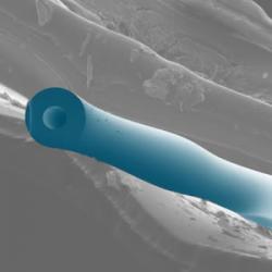 False-color SEM (scanning electron micrograph) of the microfluidic optomechanical resonator