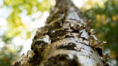 Photo reproduced with permission from Will Comai.