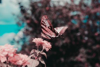 Photo reproduced with permission from Will Comai.