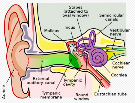 A diagram of the ear, in which green marks the outer ear region, red the middle ear, and purple the inner ear. Image in the public domain.