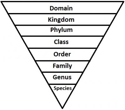 Taxonomic classification levels.