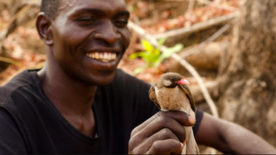 As their name suggests, Honeyguides are known to purposefully lead people to beehives. Photo in the public domain, from whyevolutionistrue.com.