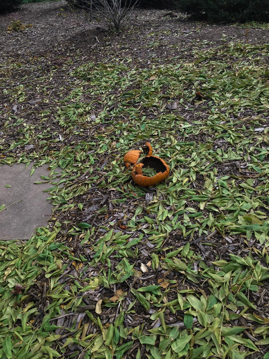 Leftover pumpkin near MEB benches.