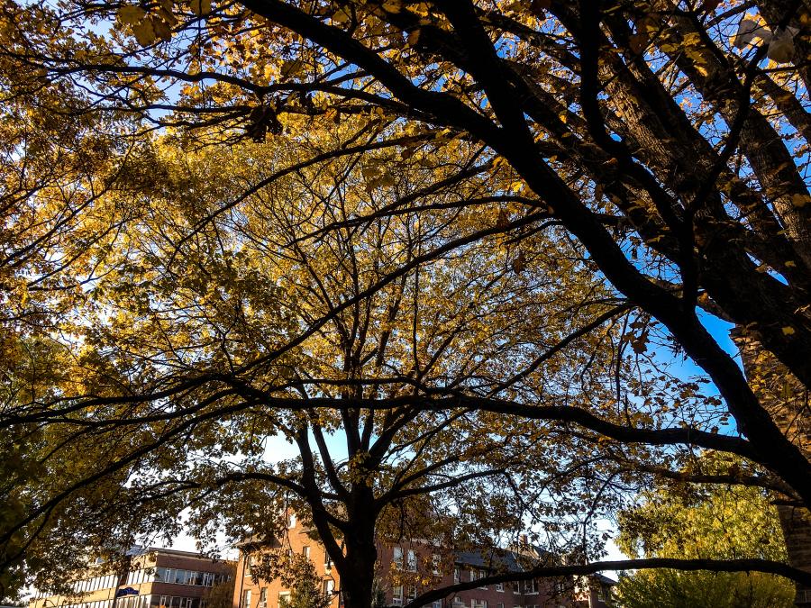 Trees south of Altgeld Hall.