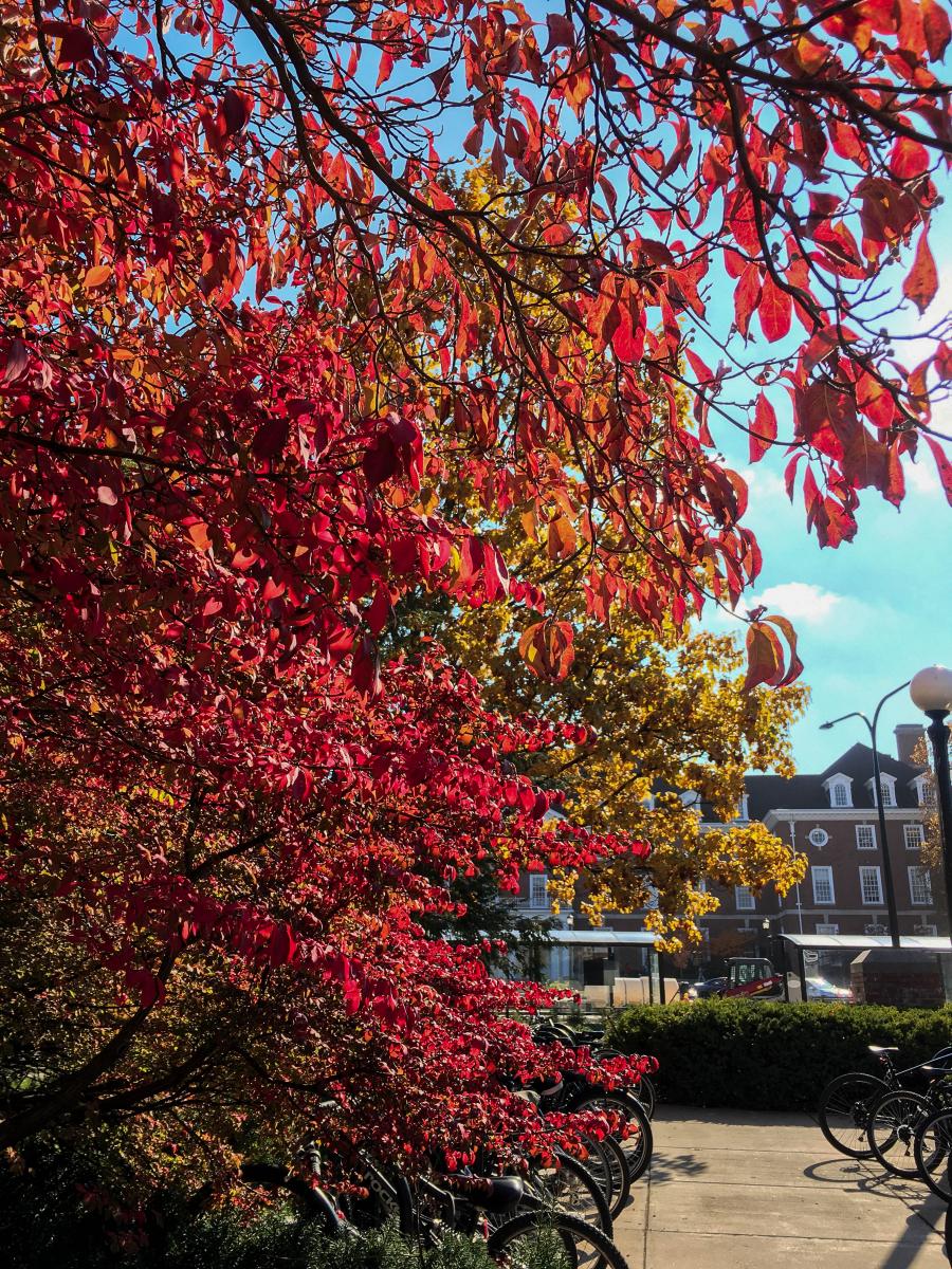 Trees outside Engineering Hall.