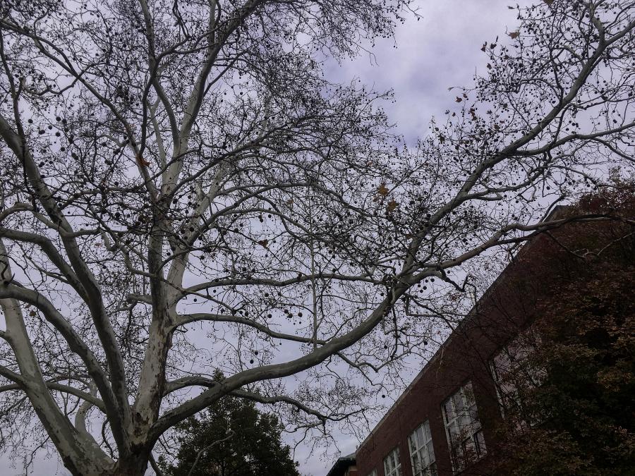 Tree outside MEB.