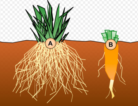 Plant root growth typically forms one of two main systems: fibrous (A) or taproot (B).