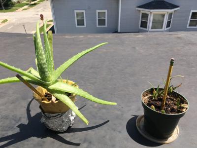 Stems of aloe (right) taken from the aloe at left were planted to create a new aloe plant.