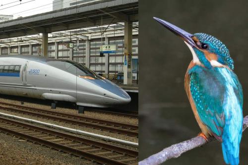 The Shinkansen bullet train's nose shape design was based on a Kingfisher's beak. 