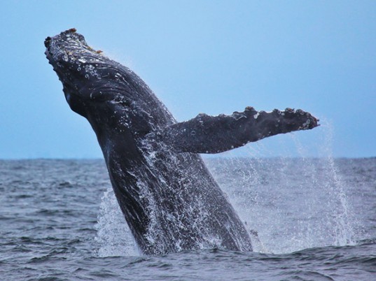 Tubercules line the leading edge of humpback whale fins, allowing the fins to cut more efficiently through water.