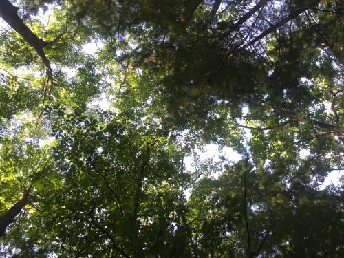 I do some of my best thinking from the tops of trees.