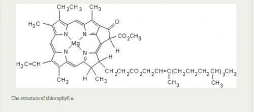 Molecular form of chlorophyll.