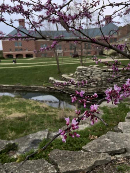 An Eastern Redbud blooms outside Engineering Hall.