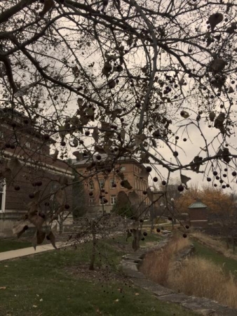 Berries left on a tree behind MSEB. 