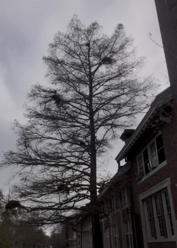 Squirrel nests in a tree outside MEL.
