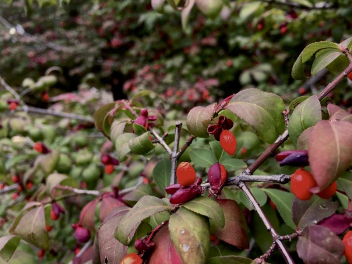 Berry bush next to Engineering Hall.