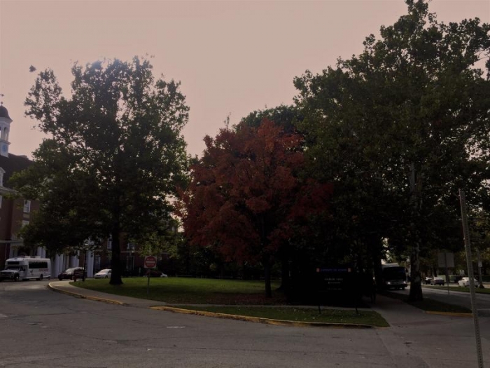 Fall-colored tree outside of the Illini Union.