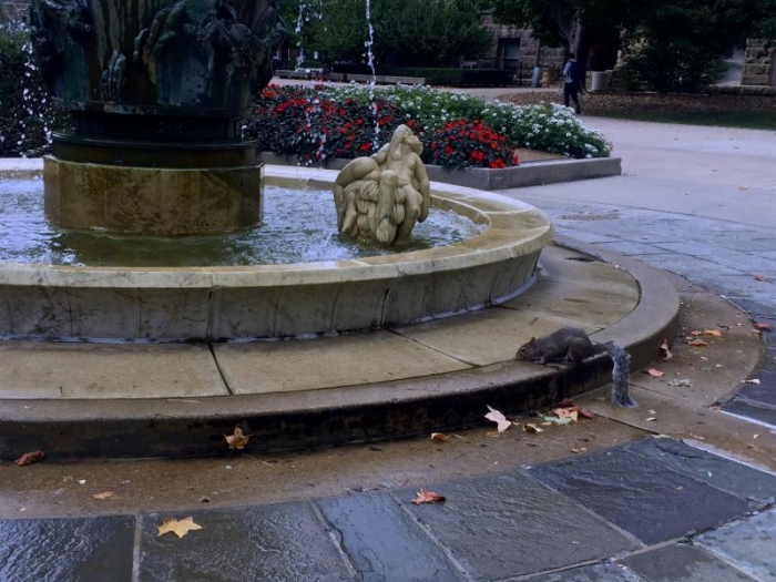 Squirrel at the fountain in the west Union courtyard.