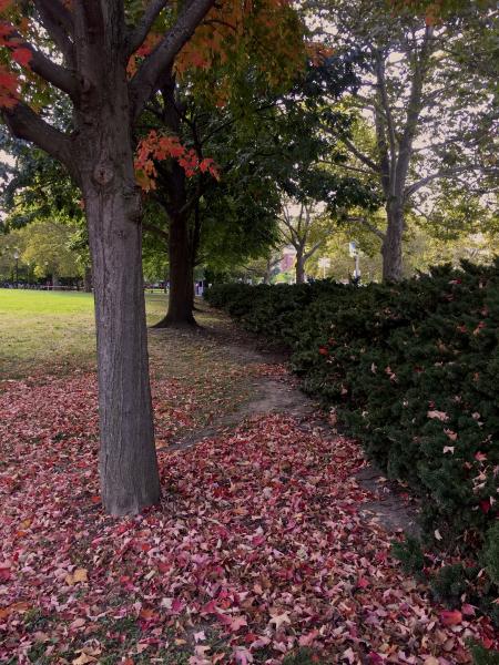 Red leaves in the front lawn of the Union.