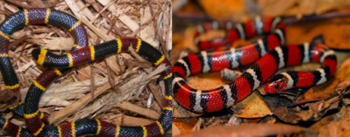 The coral snake, left, has red bands touching yellow bands, while the king snake has black bands separating the other two colors.