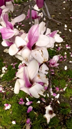 Flowers bloom on one of Illinois' numerous magnolia trees.