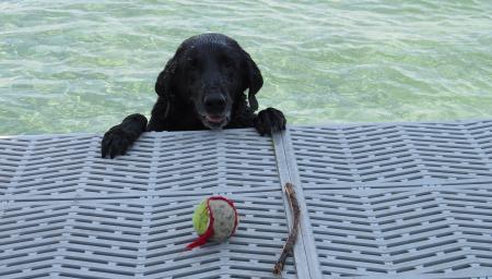 My dog, Jet, loves to cool off in the lake. Photo by Taylor Tucker. 