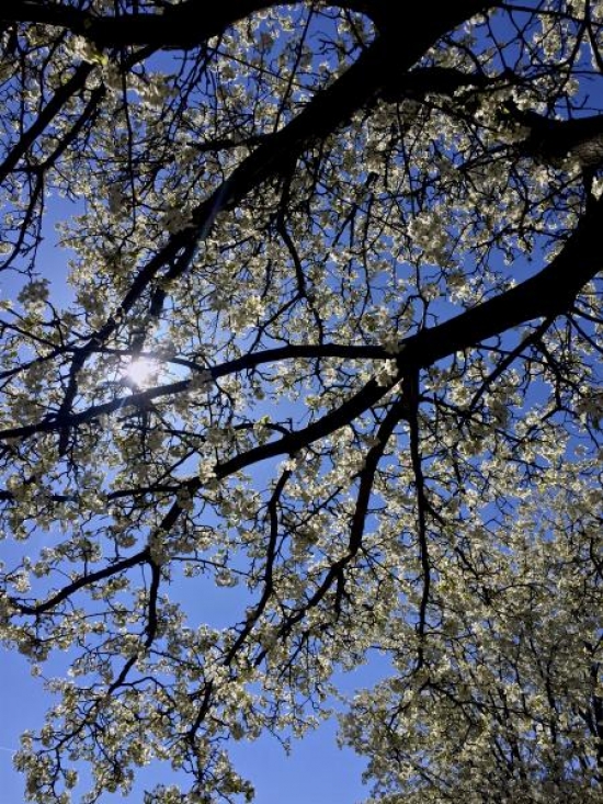 Sunlight shines through a flowering dogwood across the street from the main Quad.