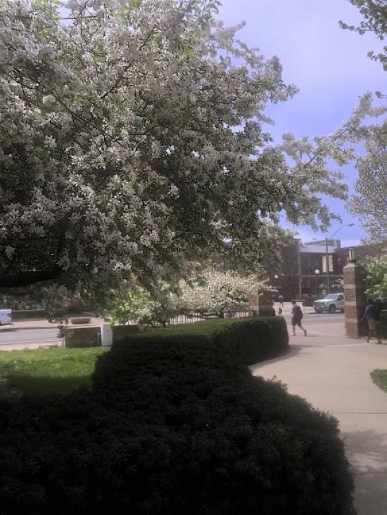Flowering dogwoods outside DCL. 