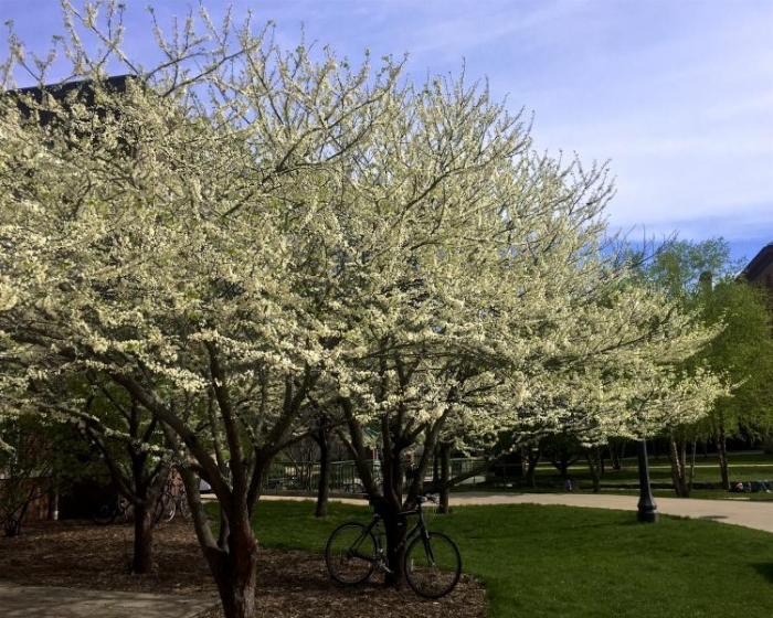 Outside MEL on the Bardeen Quad.