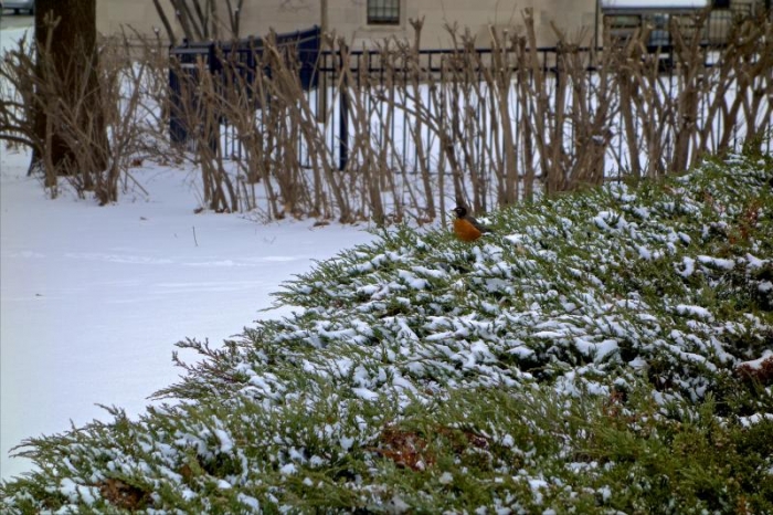 An early robin across the street from Loomis Lab.